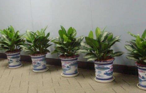 怎么解決花草土上有小飛蟲(chóng)